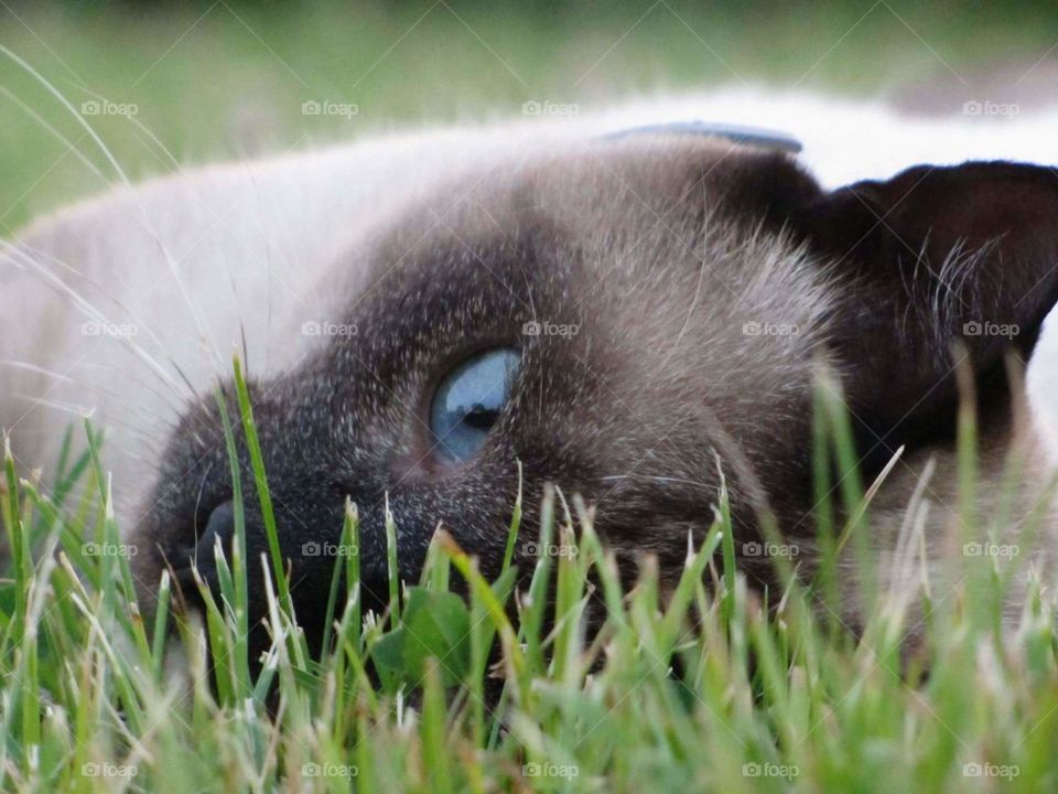 Blue eyes eyes cat in the grass siamese beautiful cute adorable funny flowers