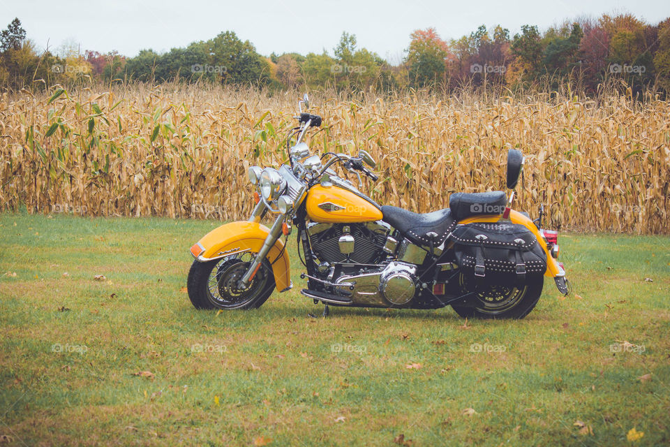 Yellow motorcycle parked in grass in front of corn field