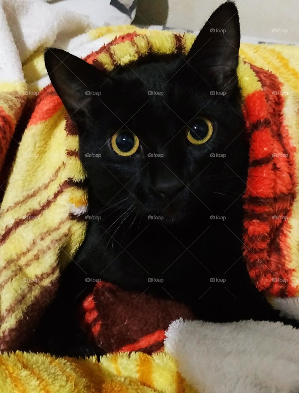 Cats are used for so many symbologies... but, in fact, they are the pure symbology of love, that's why the muzzles are heart-shaped!