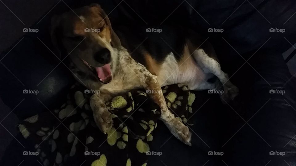 Laughing Beagle!