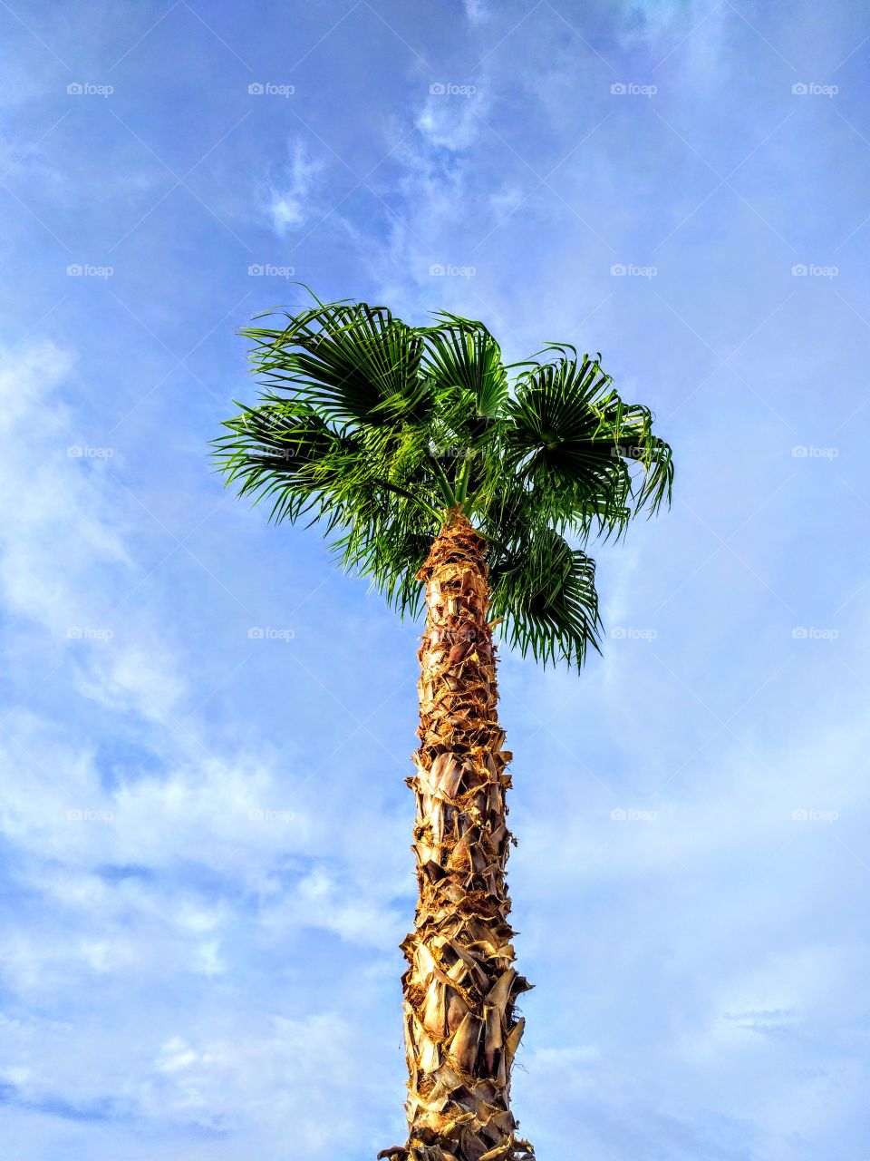 Palm tree with blue skies