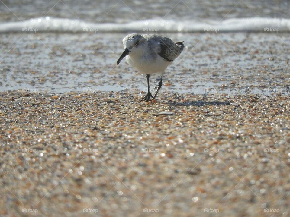Pretty little Beach Bird