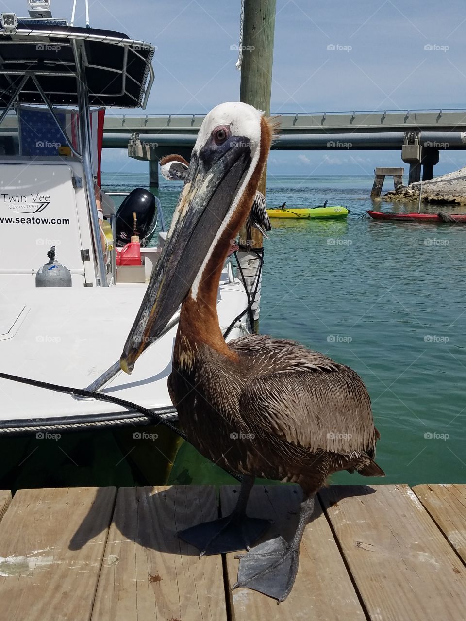 brown pelican on the dock