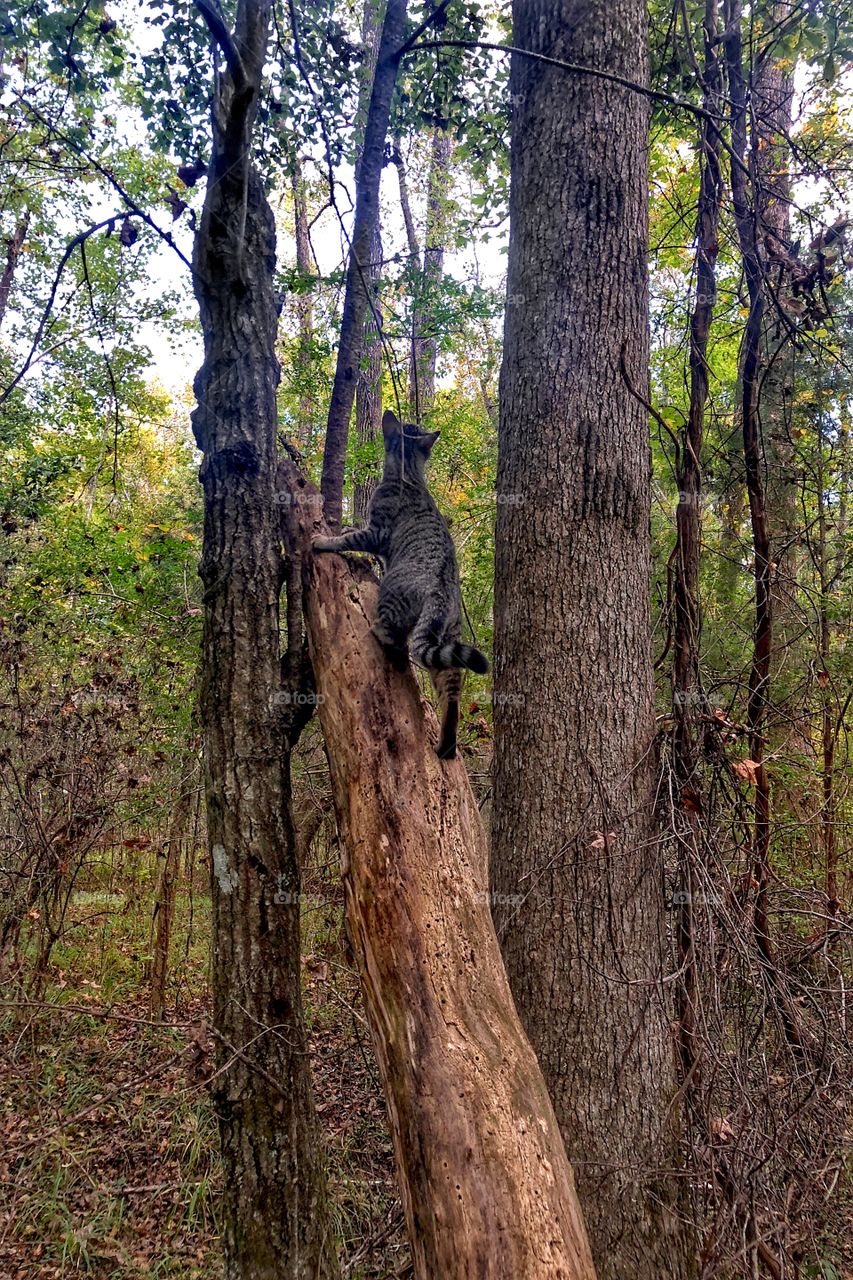 Tree King