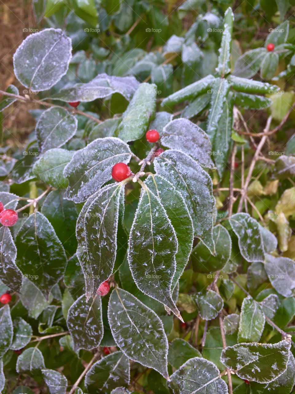 Red berry and frozen leaves 