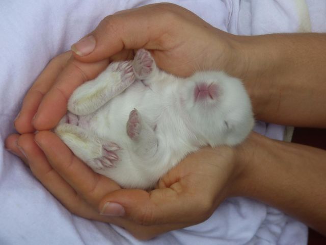 Rabbit