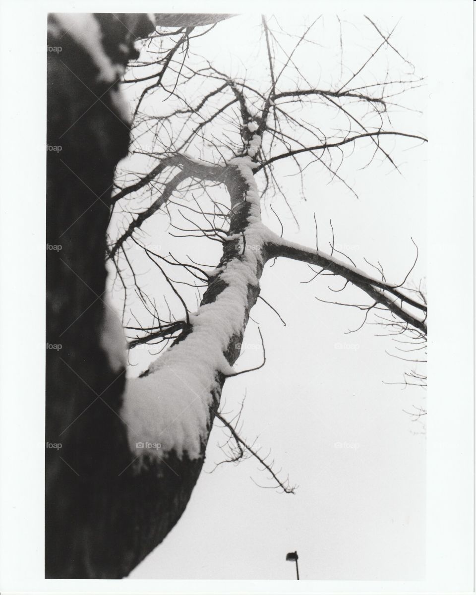 Scanned film photo of mid-March snow in Evansville, IN
