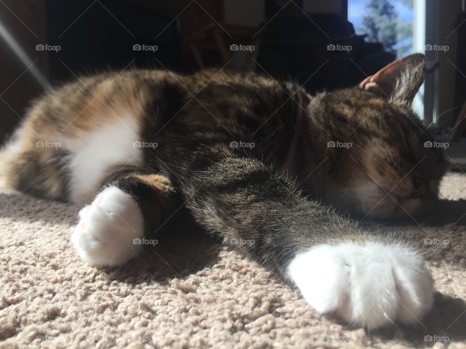 Callie sleeping in the sunshine. Cat sleeping in the sun 