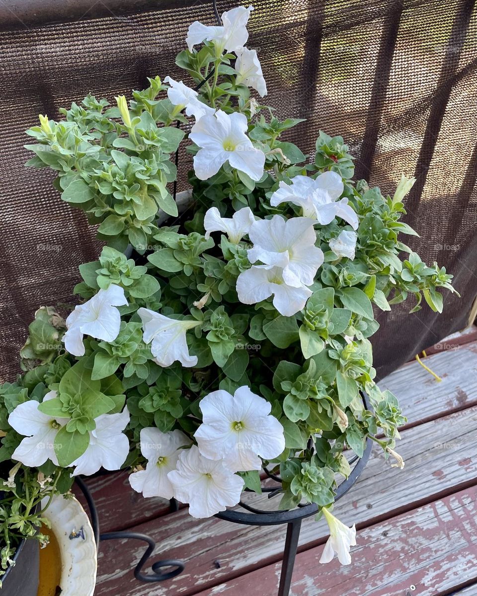 Desert beautiful flowers 💐