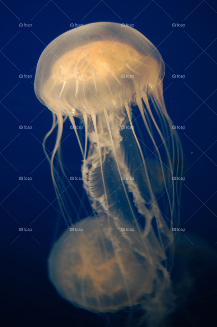 Jellyfish 