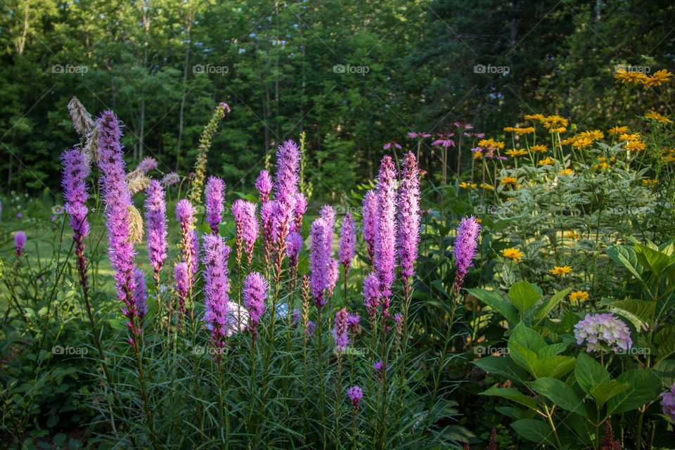 Flower garden 