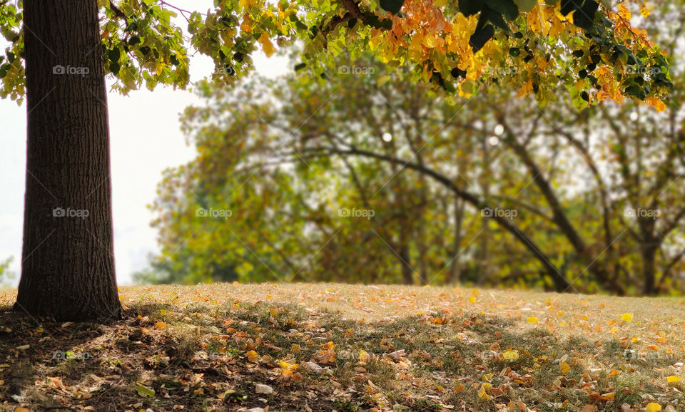 Leafy park landscape