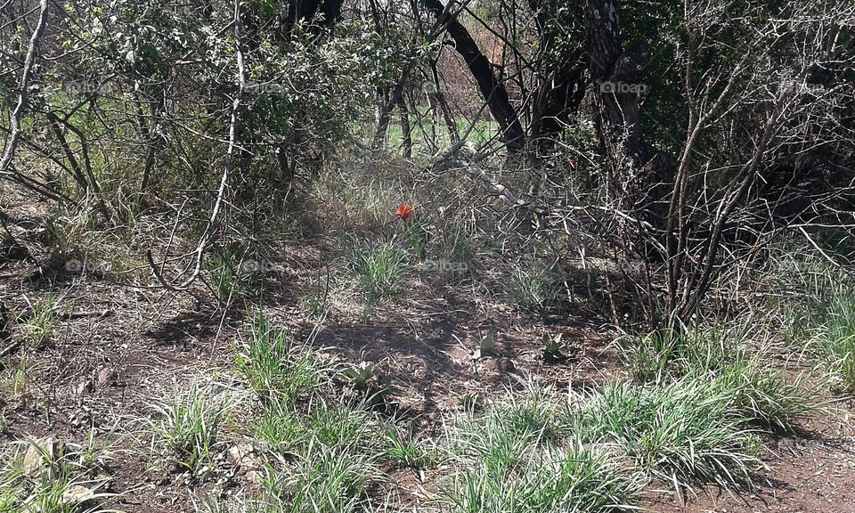 Krugersdorp Game Reserve