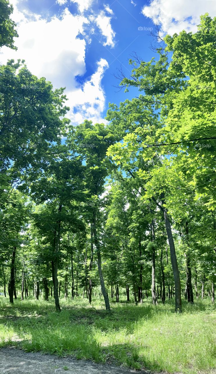 Green summer forest 