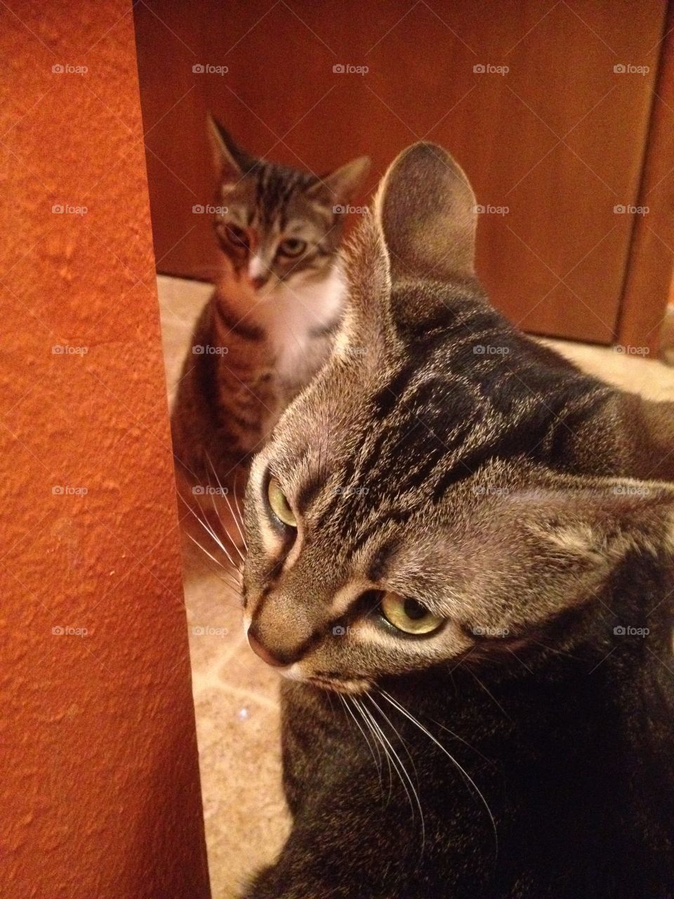 Guilty Kitten. Two kittens caught being mischievous.