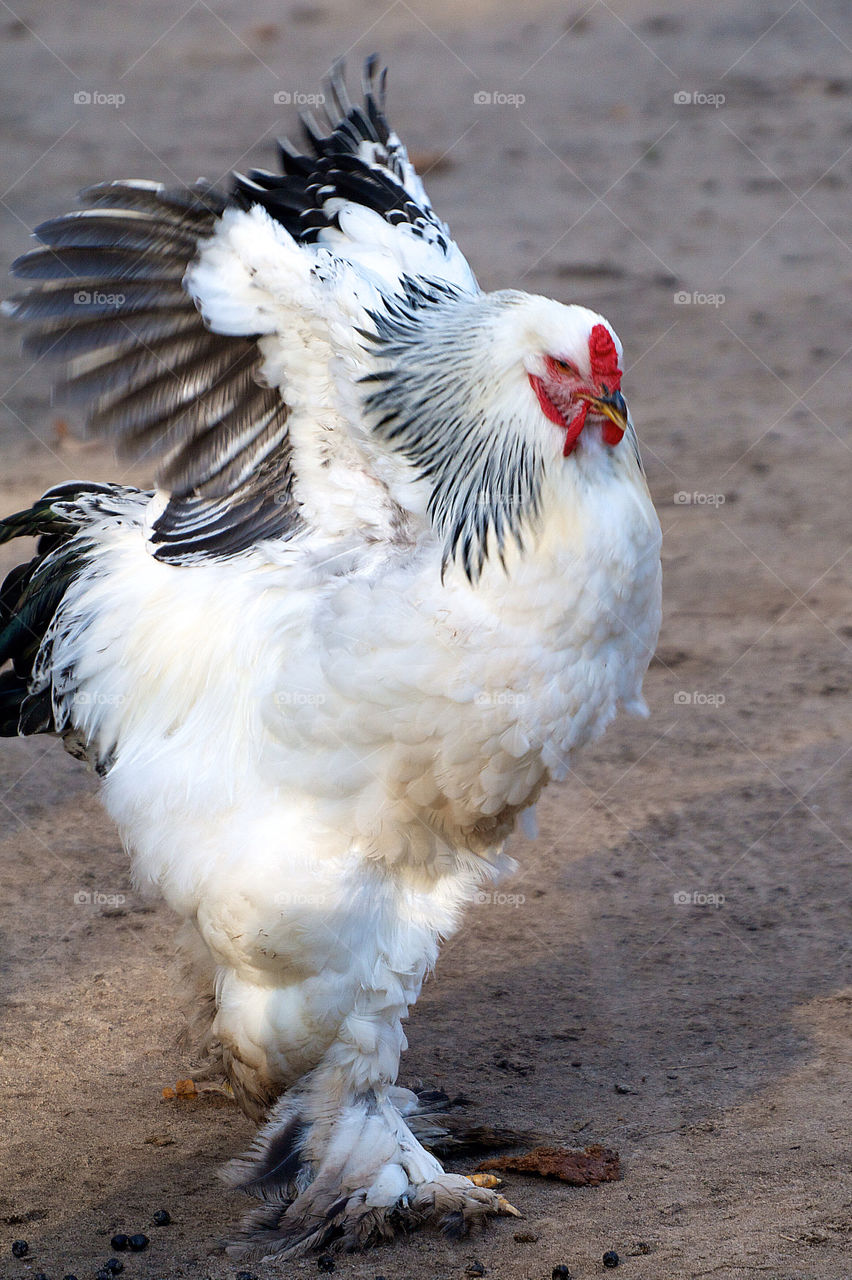 White rooster