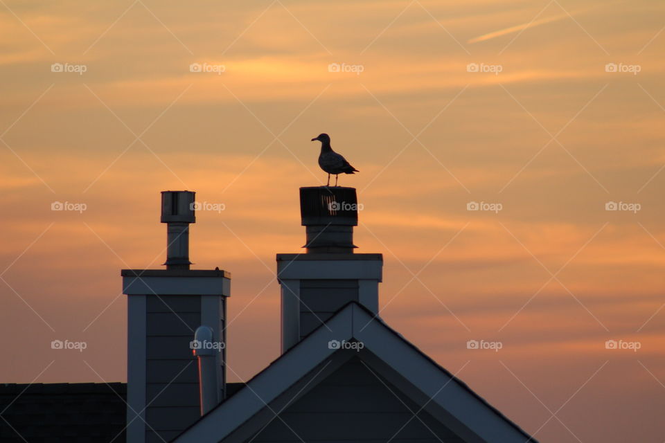 Pigeon on a house