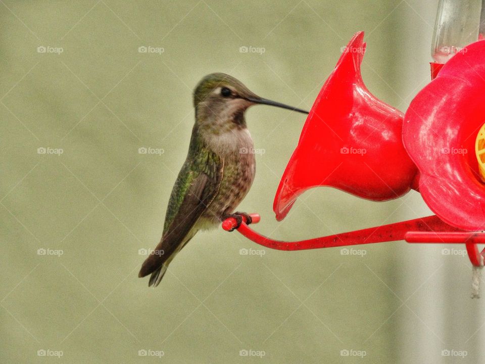 Hummingbird in the garden 