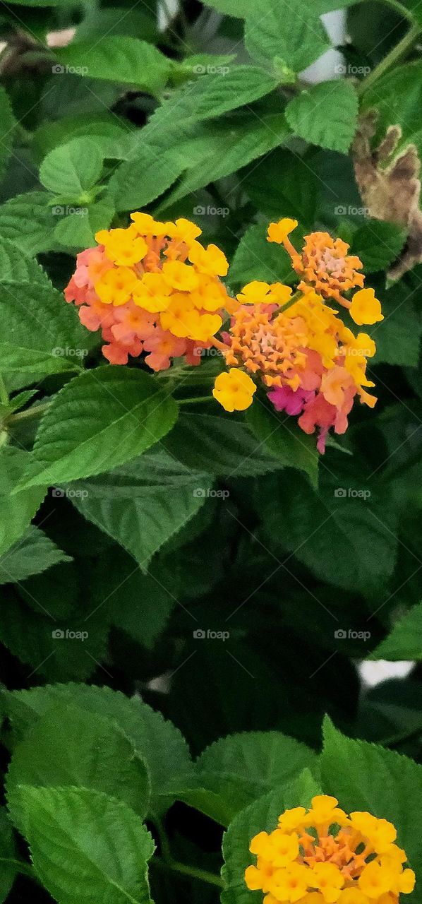 Common Lantana