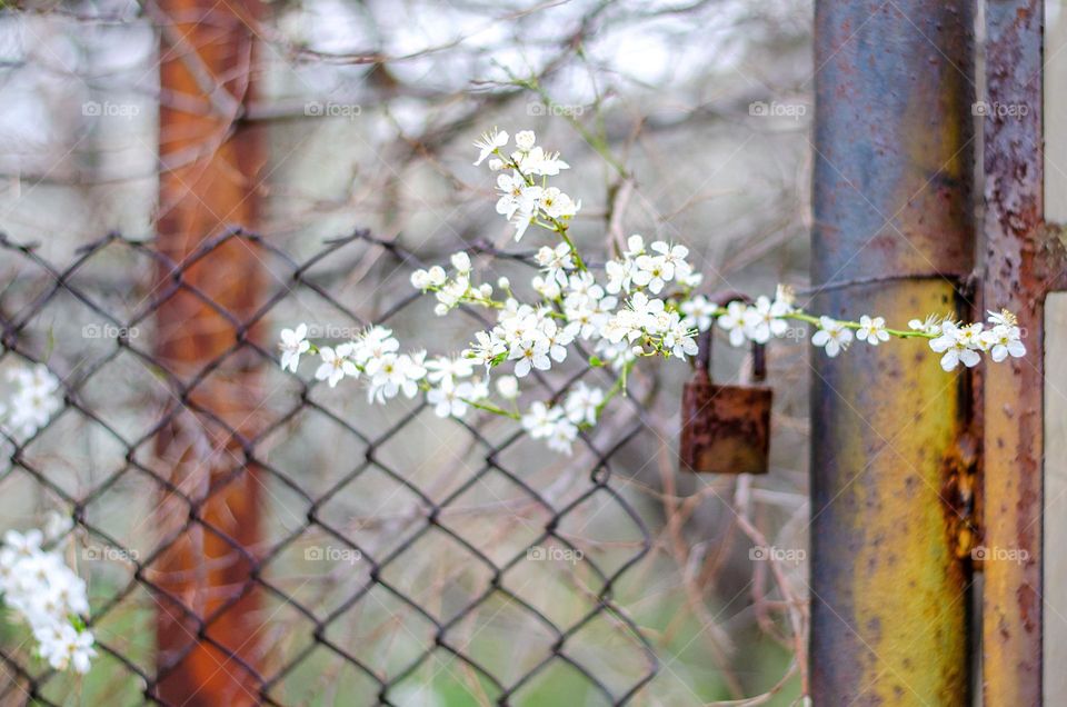 Spring in the Village, Bulgaria