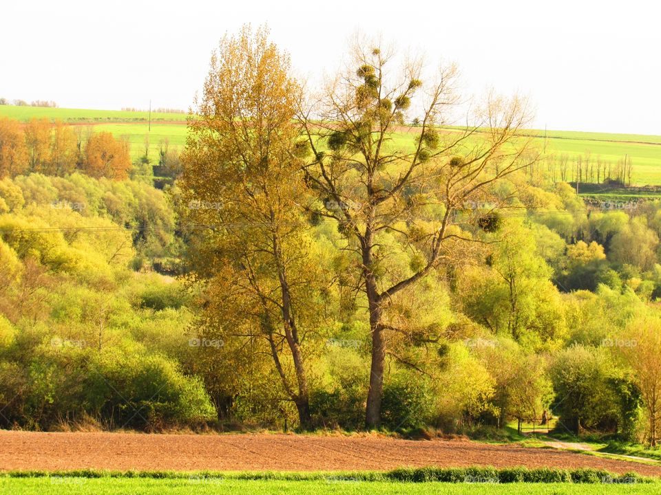 rural landscape