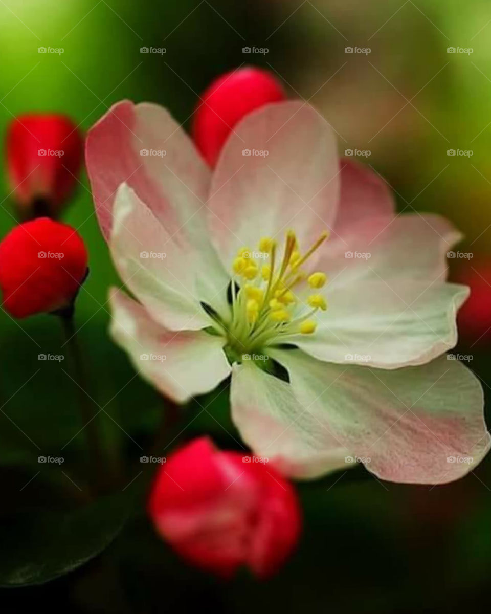 Flower Every morning we are born again. ...