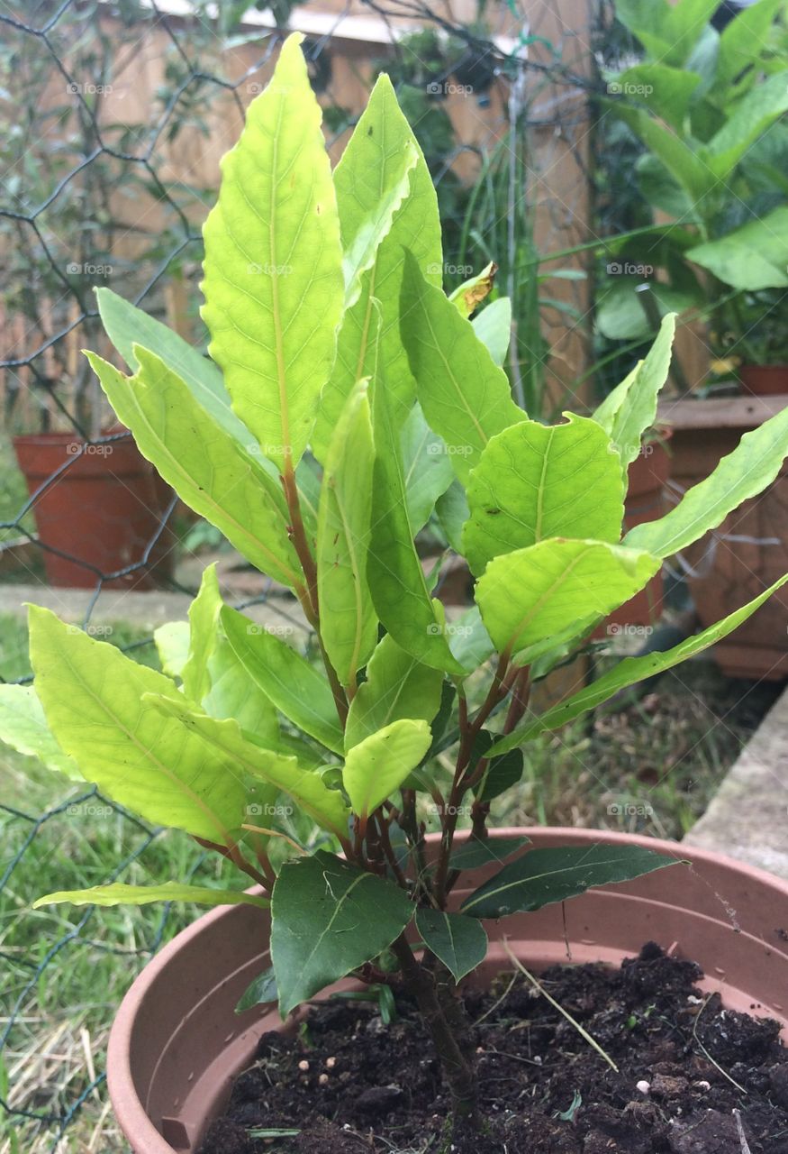Young potted bay tree 