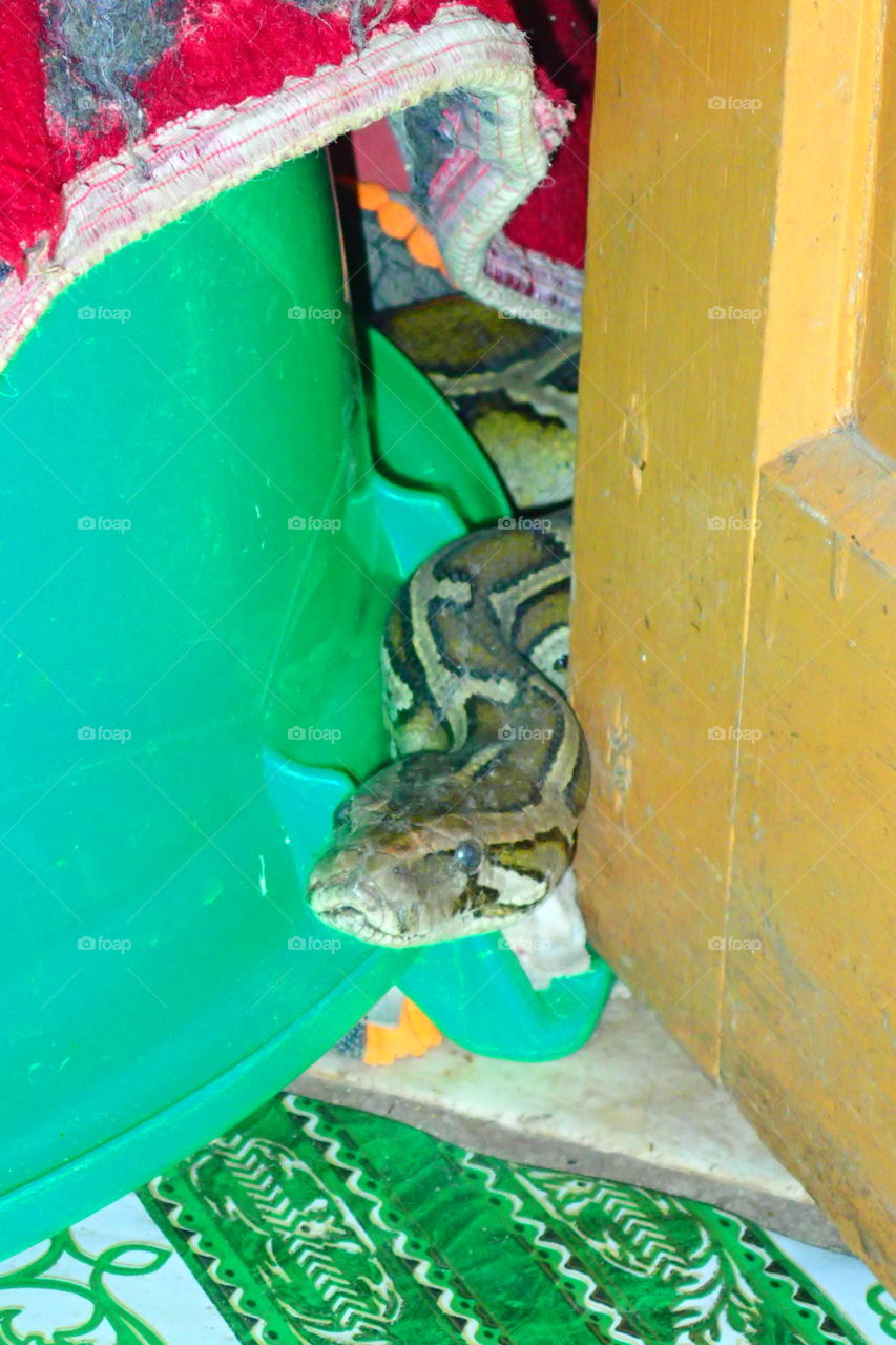 Snake temple Myanmar