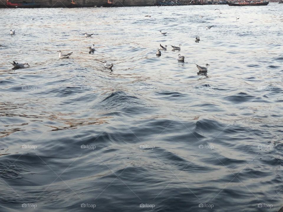 Birds on water 