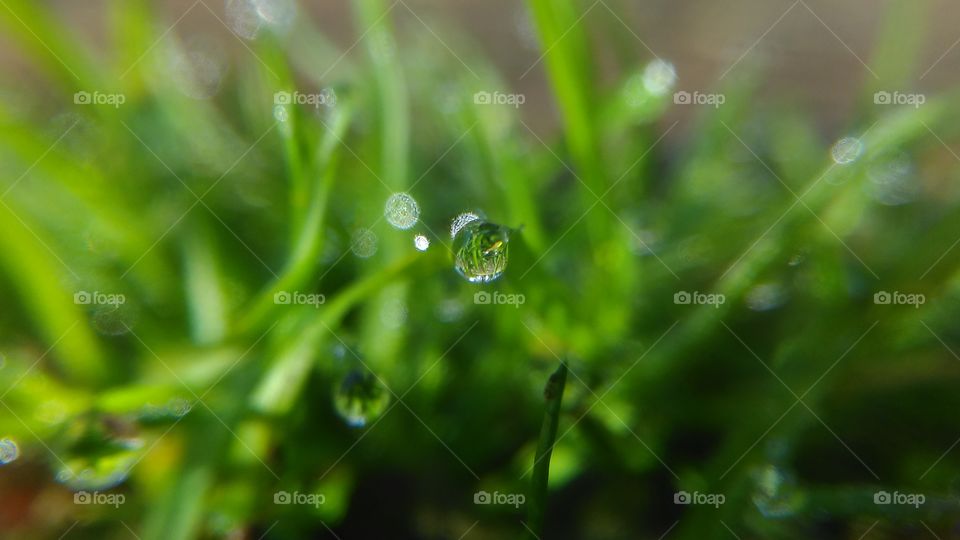 dew drop
