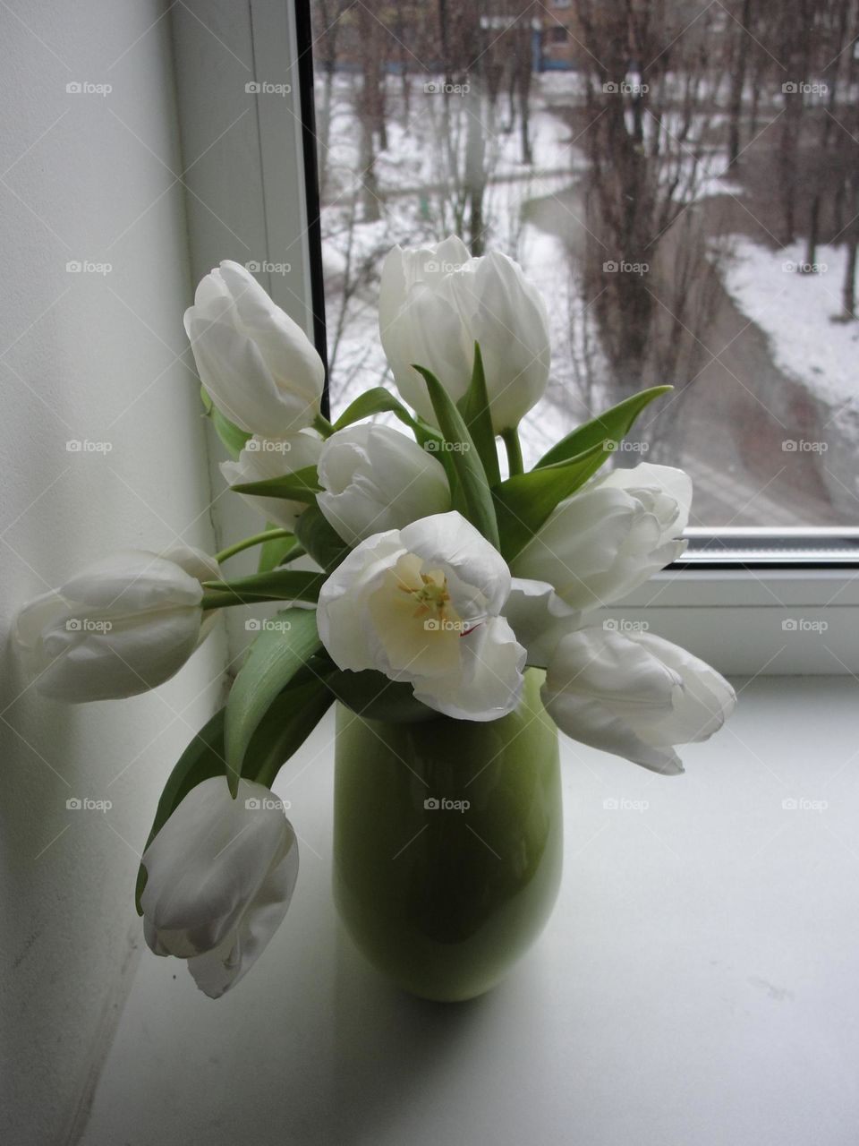 White tulips in a green vase on the window