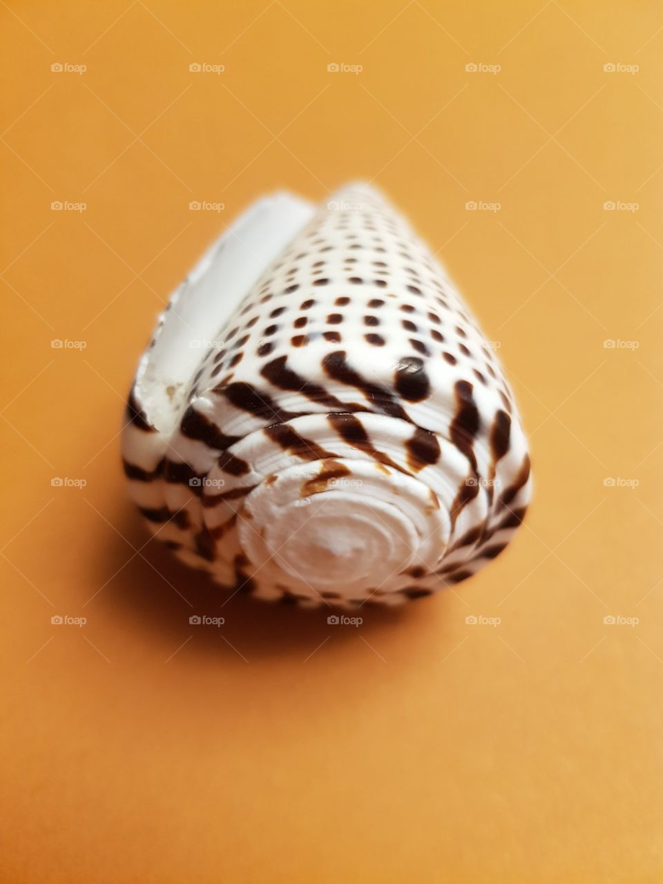 seashell