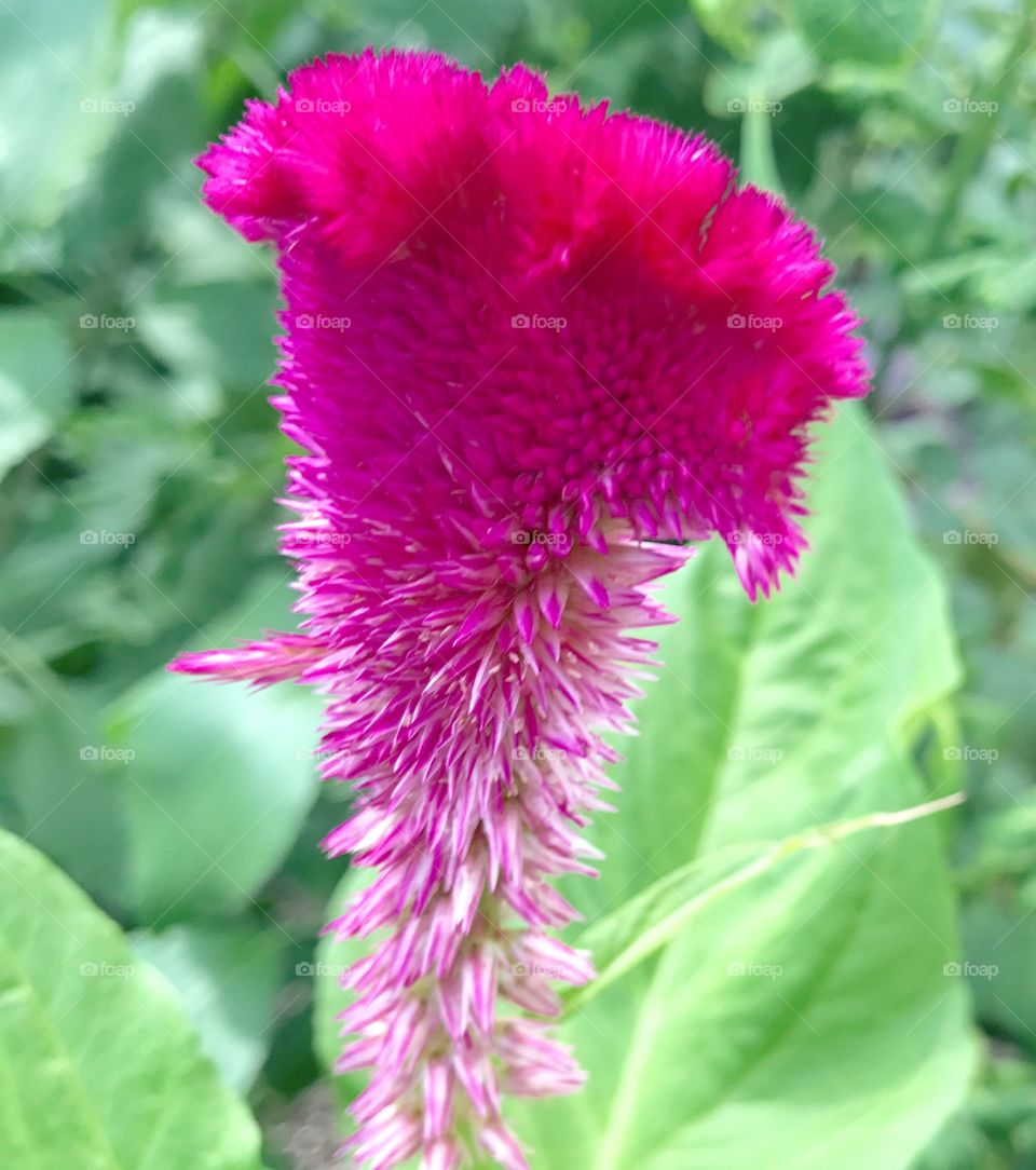 Bright Pink Textured Flower