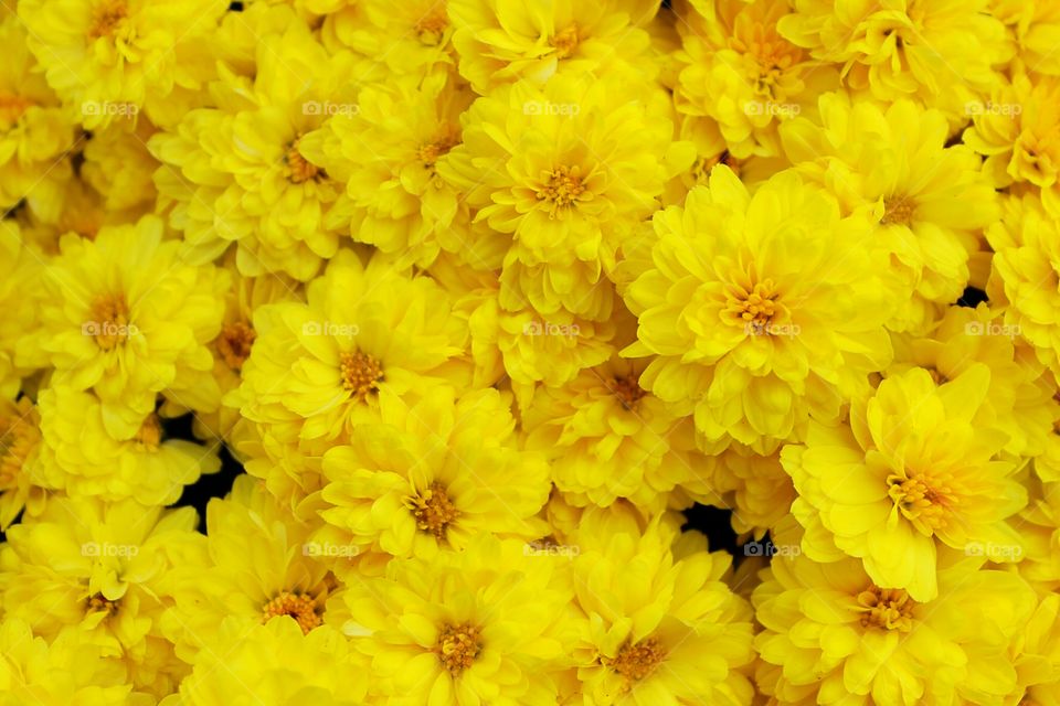 Having a down day.. Beautiful yellow flowers will help brighten it up