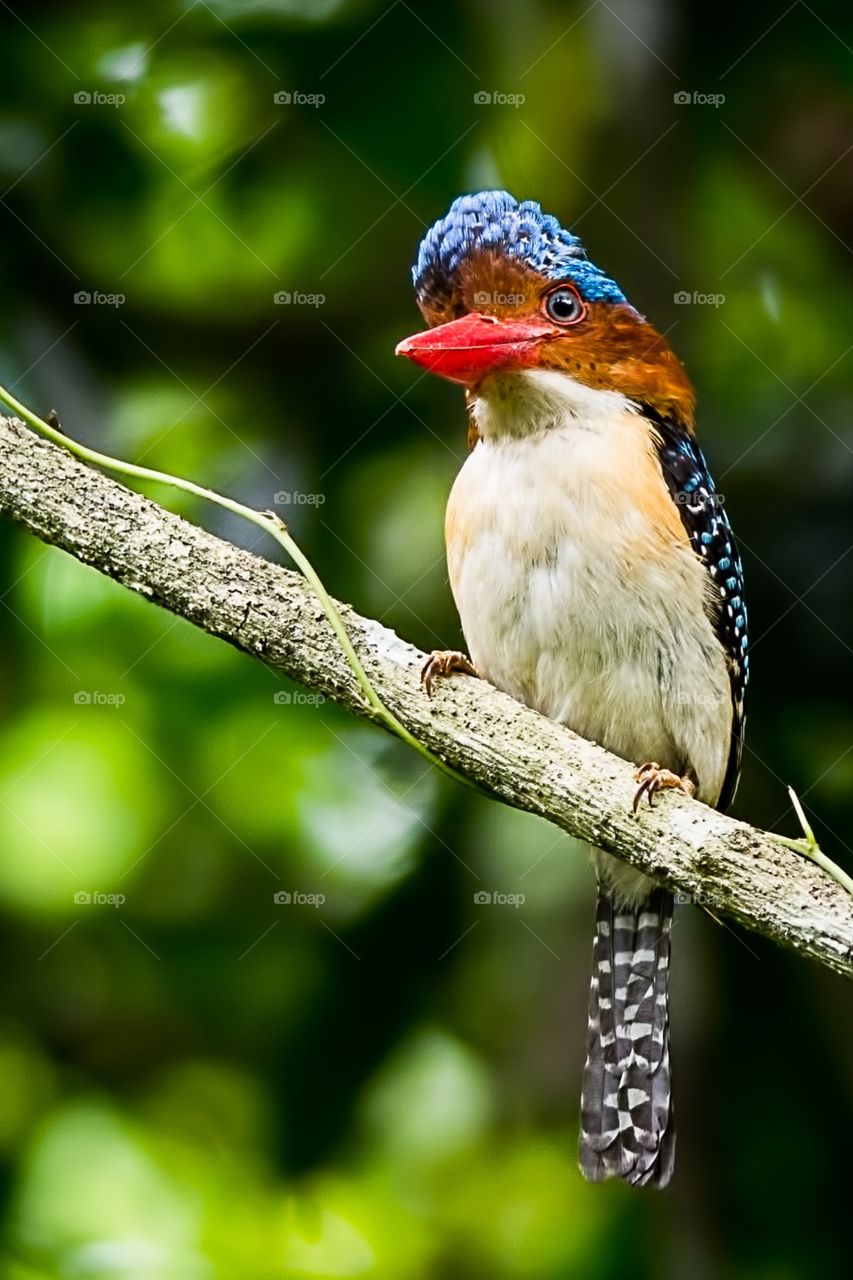 Banded Kingfisher 