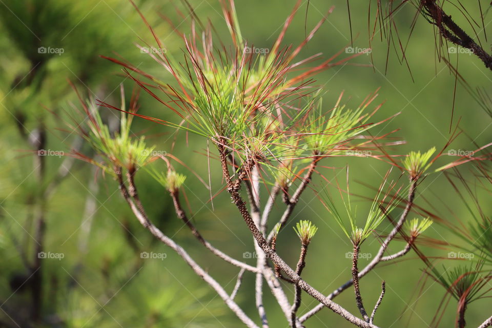 Pine needles