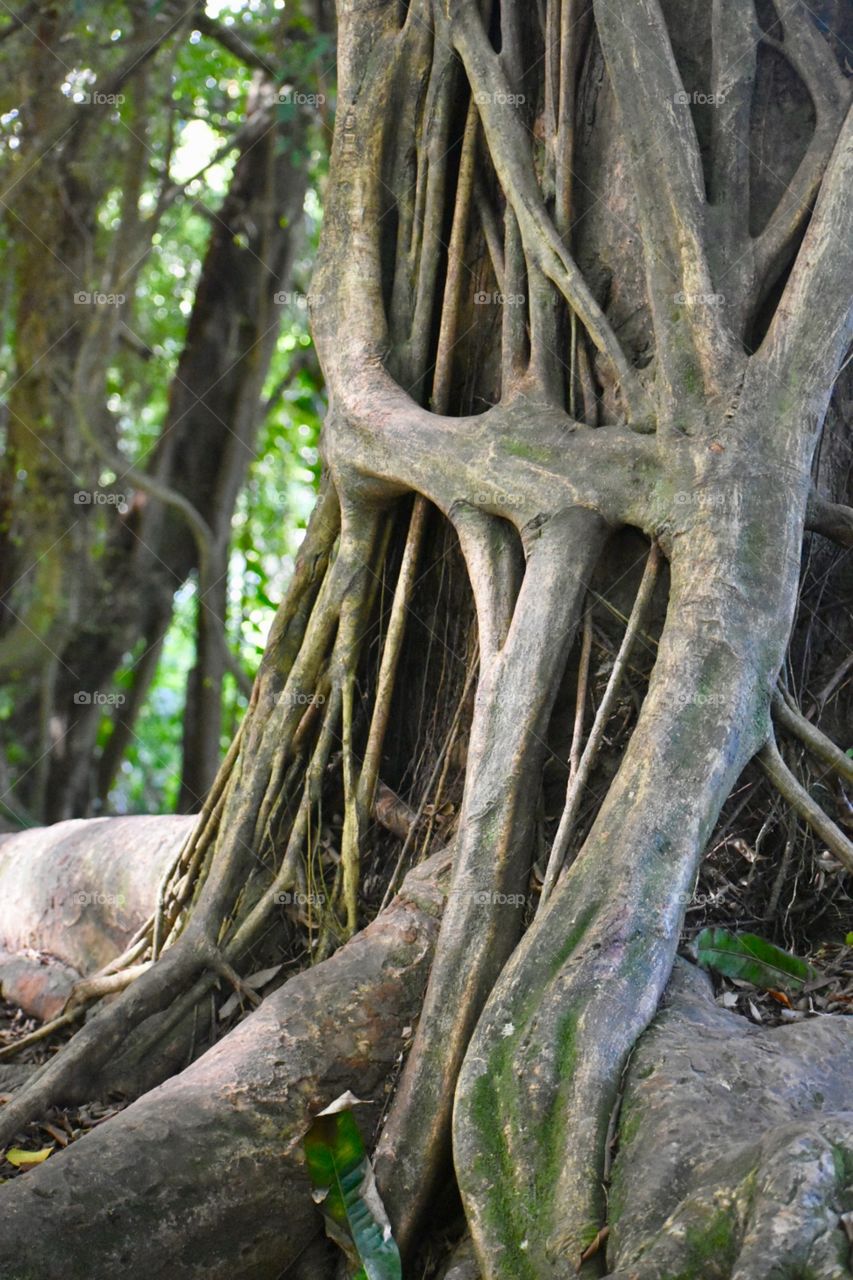 Tree overtaking tree