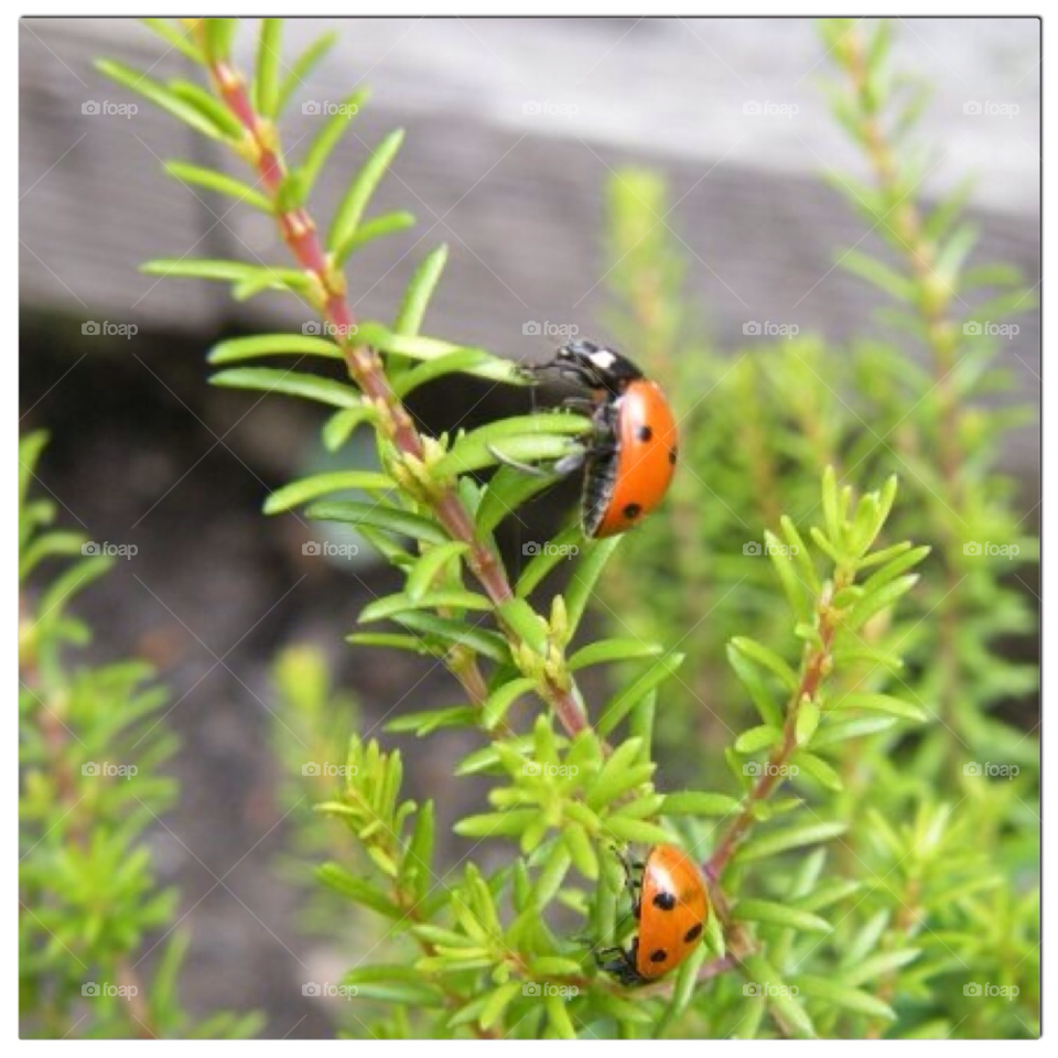bug ladybird lady bidhybarnabee by sunnydee