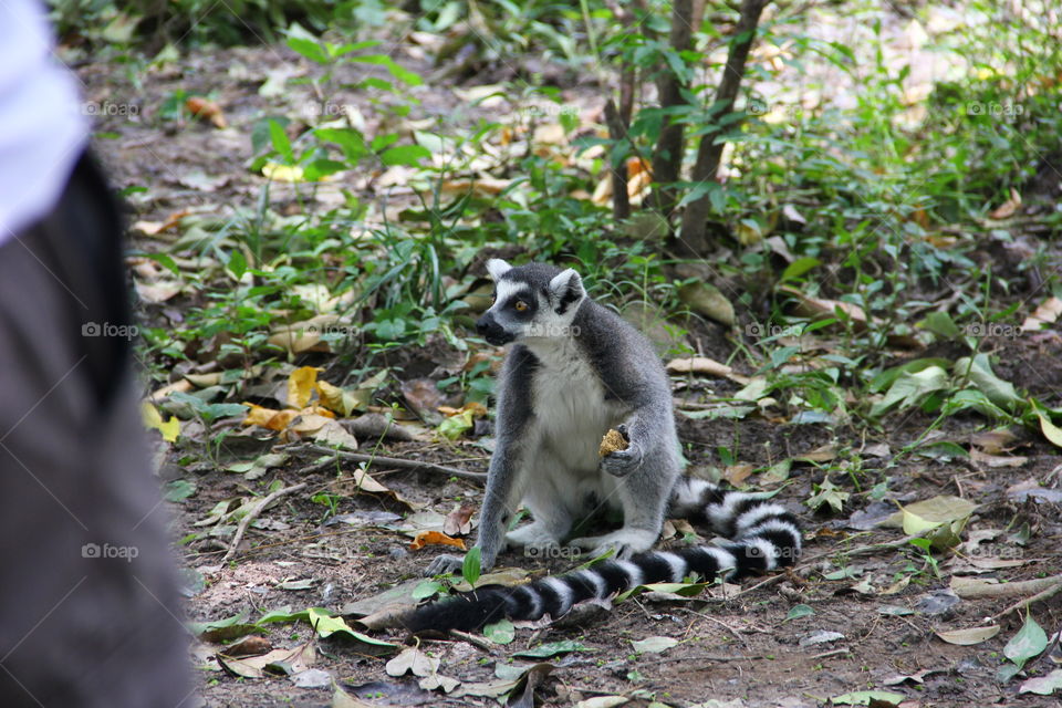 lemur eating something. A ring-tailed lemur was running around freely and eating something. wild animal zoo china