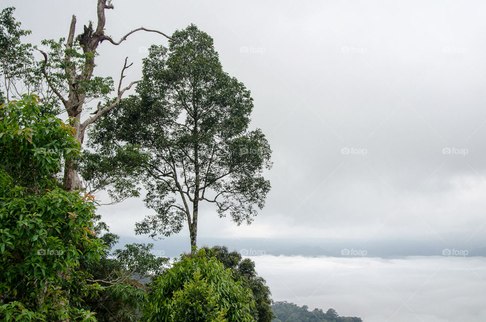 Trees scenery on the mountain.