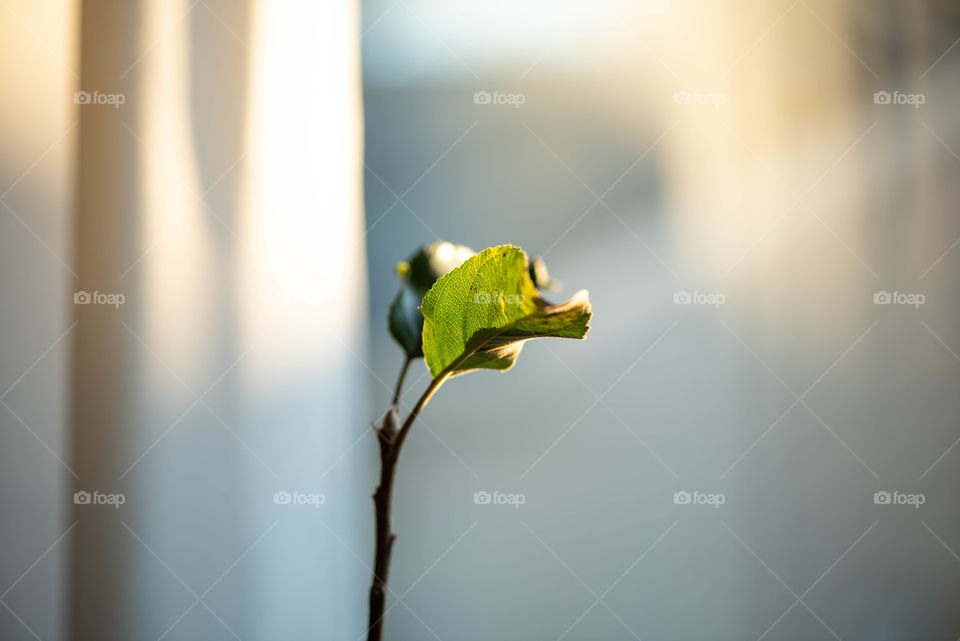 Ray of sunlight shining down on a single leaf sprout