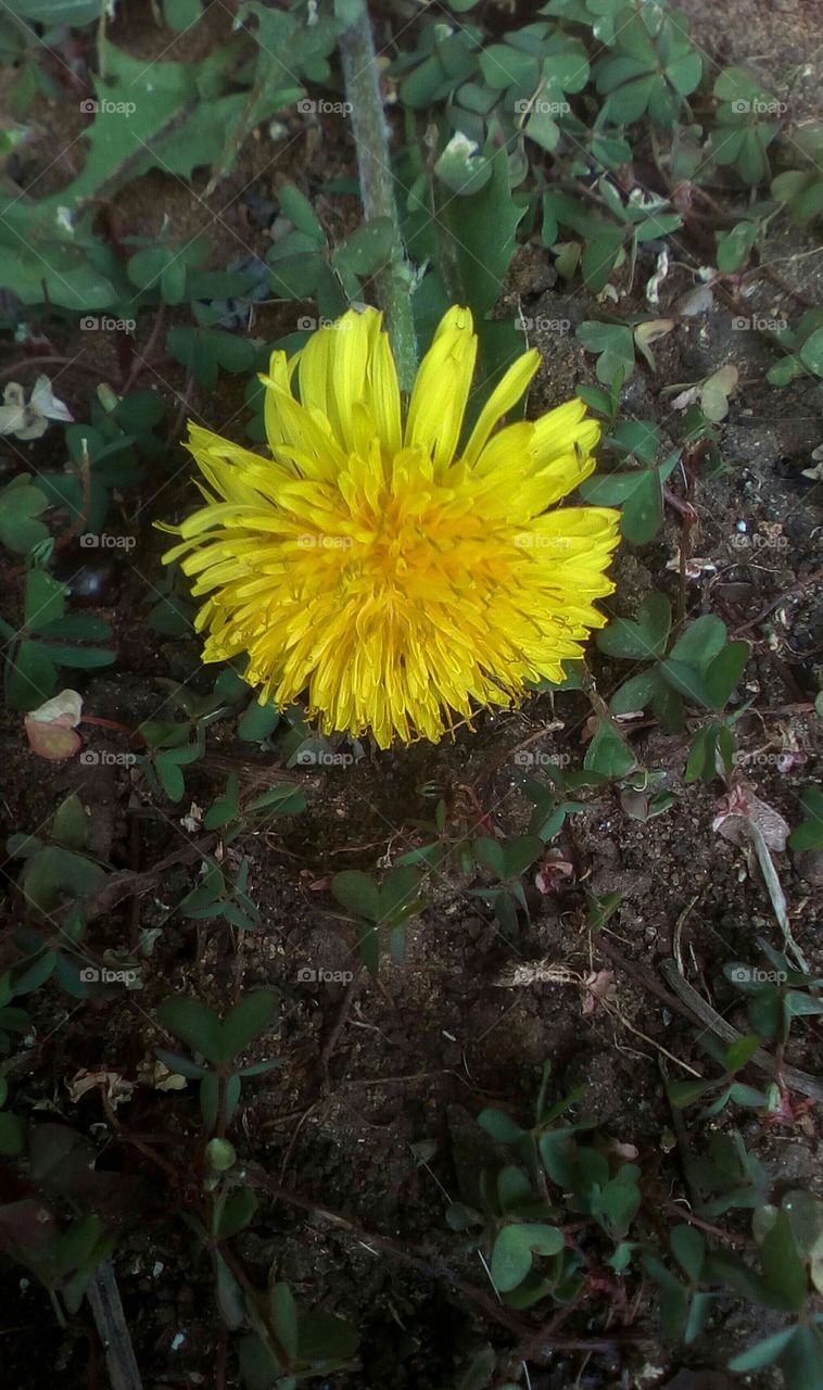 Yellow blooming dandelion outdoors
on the ground in sunny day of the spring
season