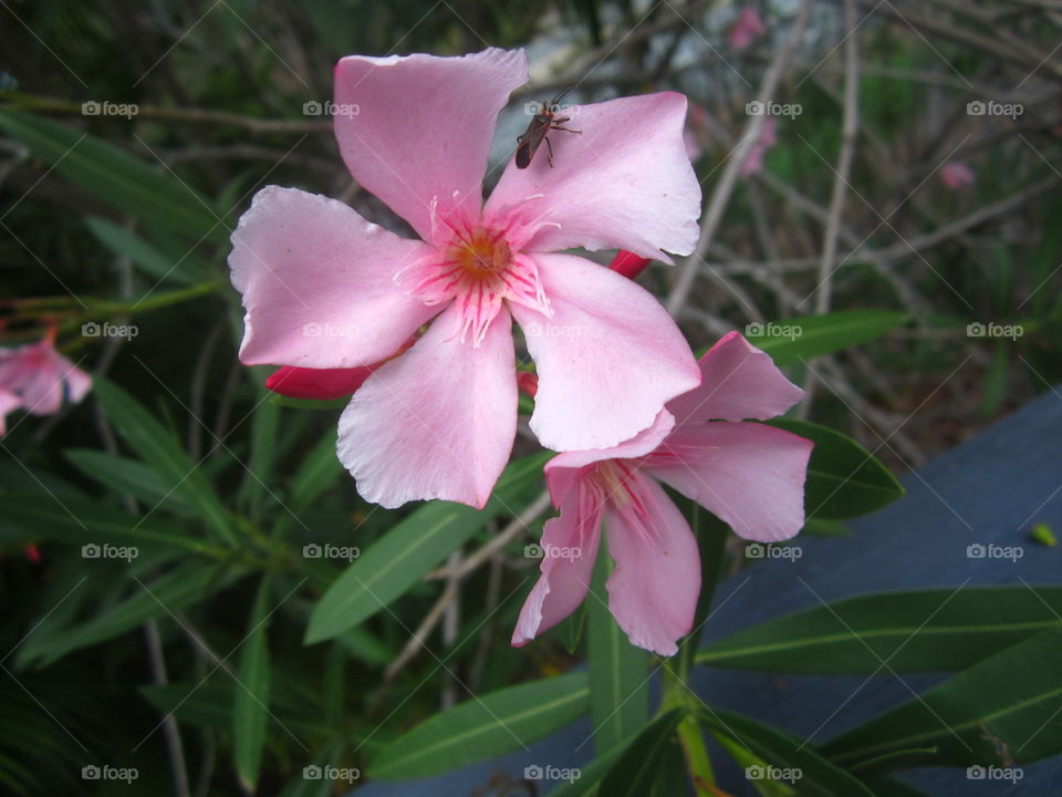 Insect feeding on a pink flower 