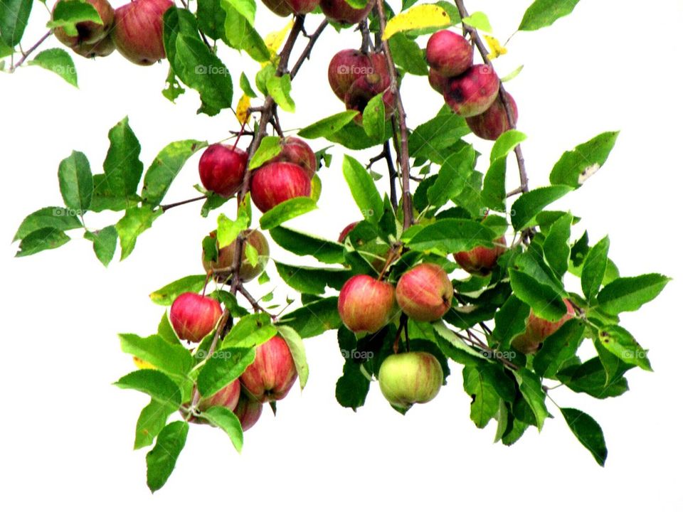 Ripe fruits on tree branch