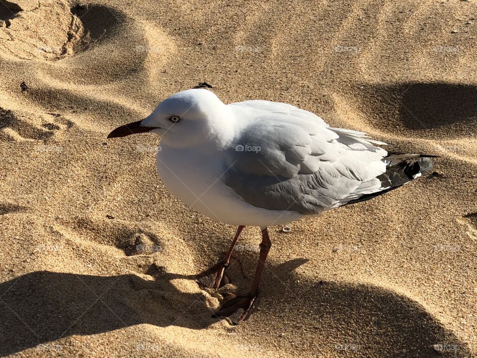 Seagull gets rest 