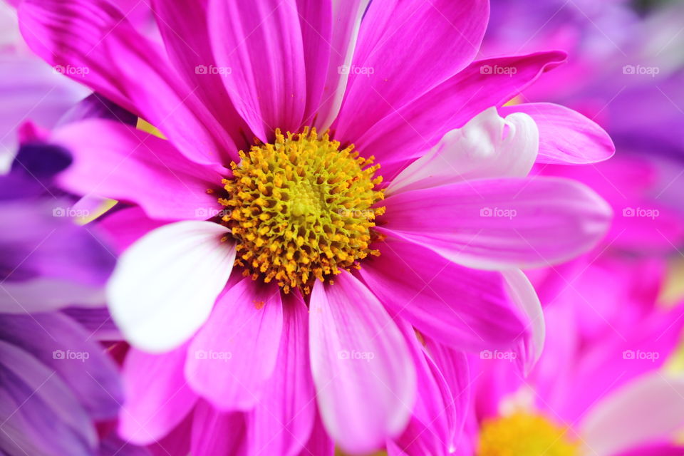 Spring Pink and White Flower