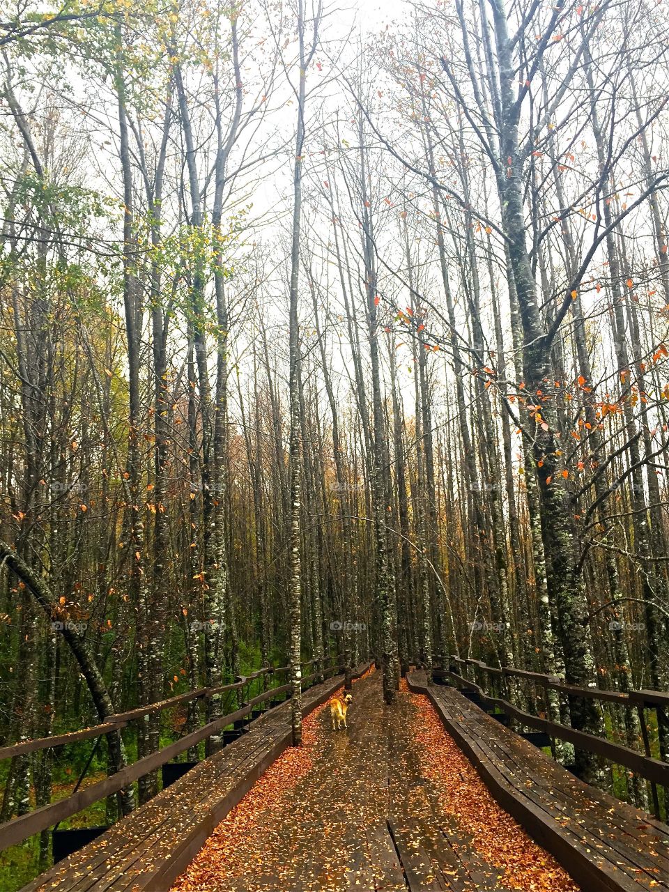 Scenic path through woods in Chile