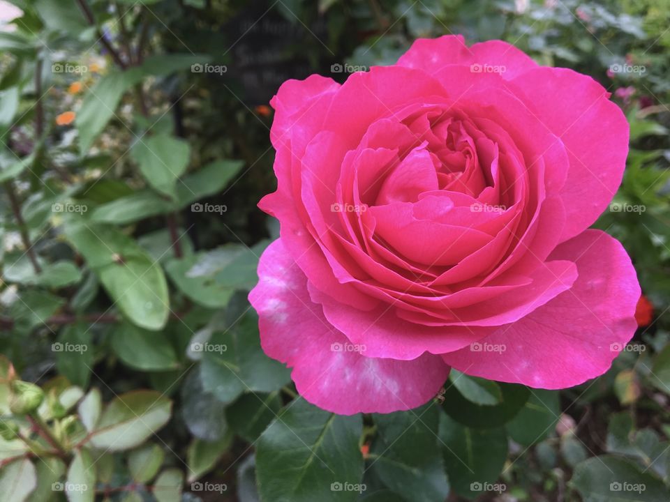 Flower, Rose, Nature, Flora, Petal