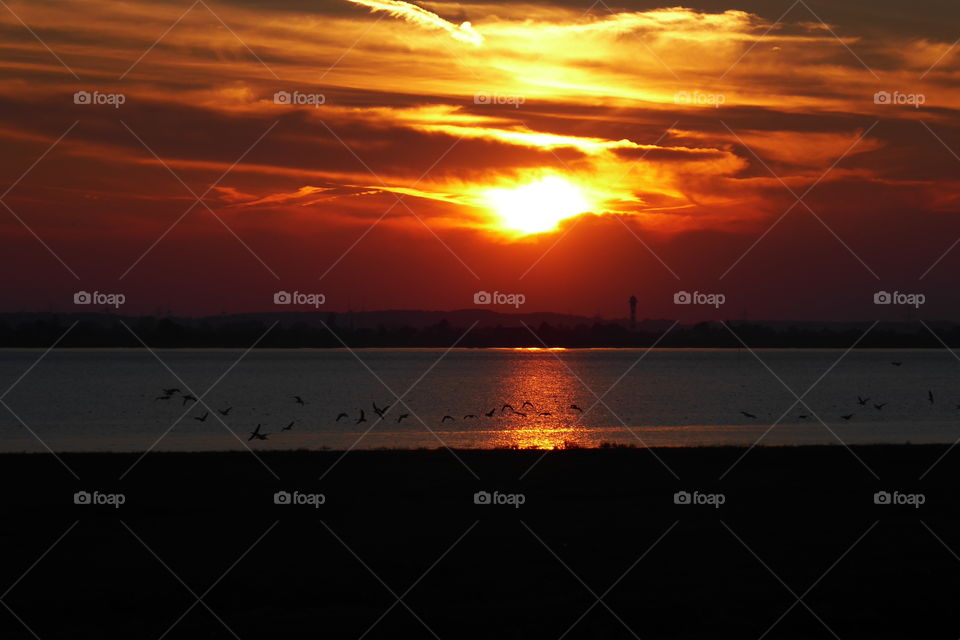 Geese at sunset 