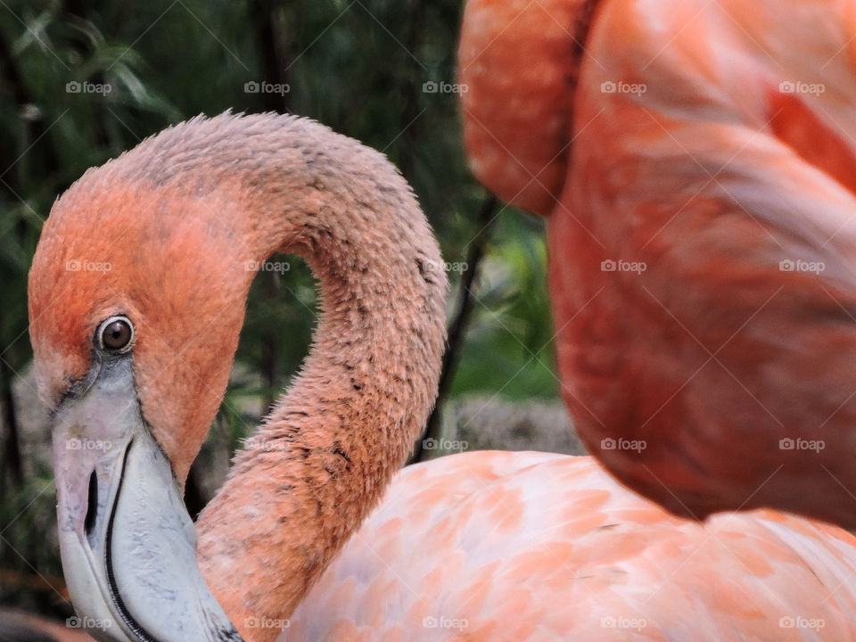 Flamingo in Copenhagen Zoo. 